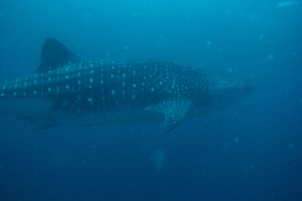 9f547409-5621-4363-a6e4-e3b8c8ed4e2a