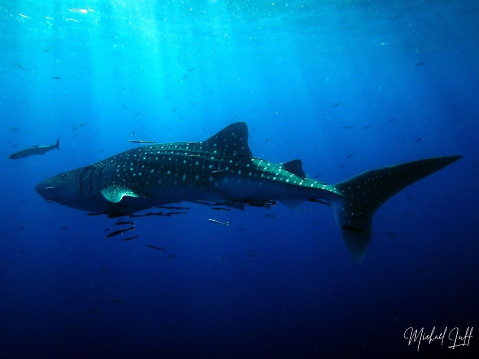 fd576b13-e6ef-45a7-8565-7d54a0930323