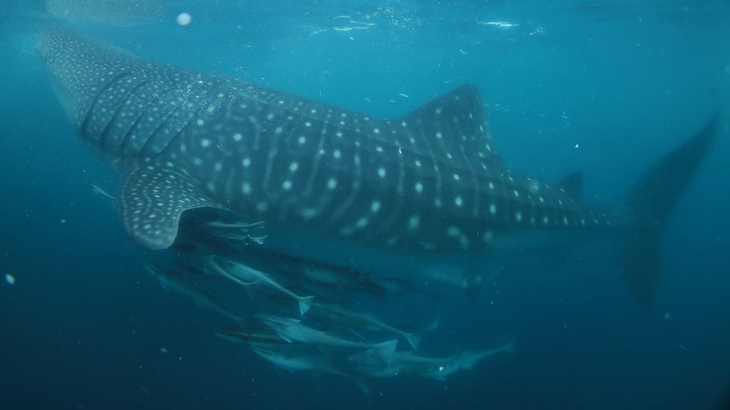 6f4c3bfc-f321-4964-a6ef-197de5e52a3f