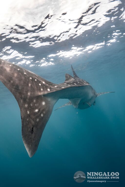 1d0872aa-e483-4f21-8102-94b7fbd0327c