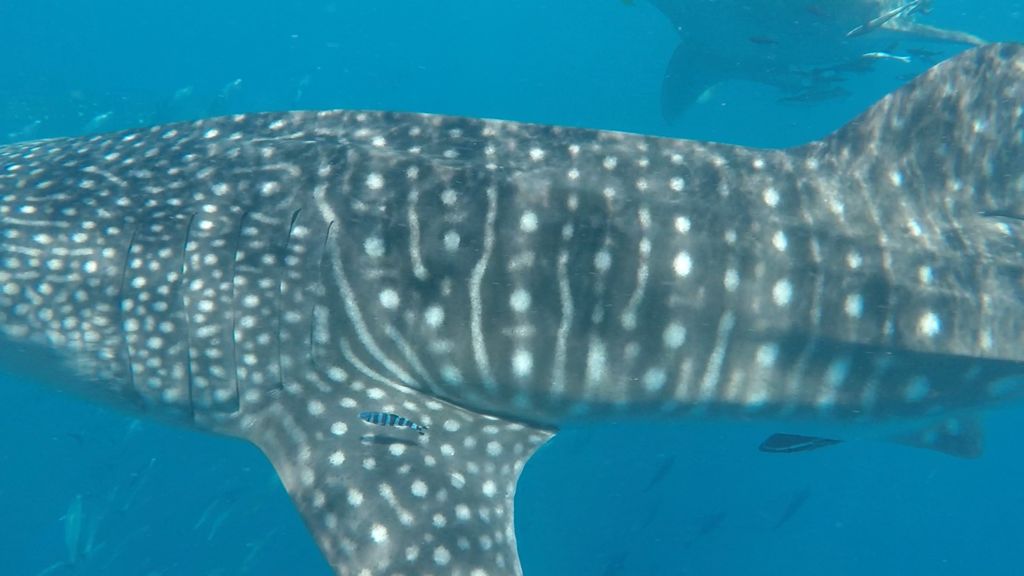 1aa9d1e1-f203-40c5-99c8-163bfb14b44f