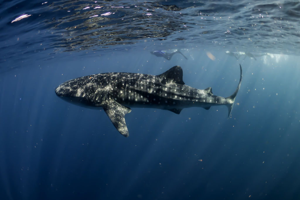 a6f88cf5-9142-47bb-8e09-a4b95df36f49