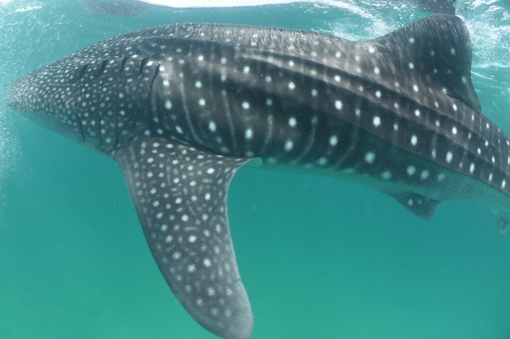 3d2a0e85-a982-4b7d-956d-dac00c67b1a4