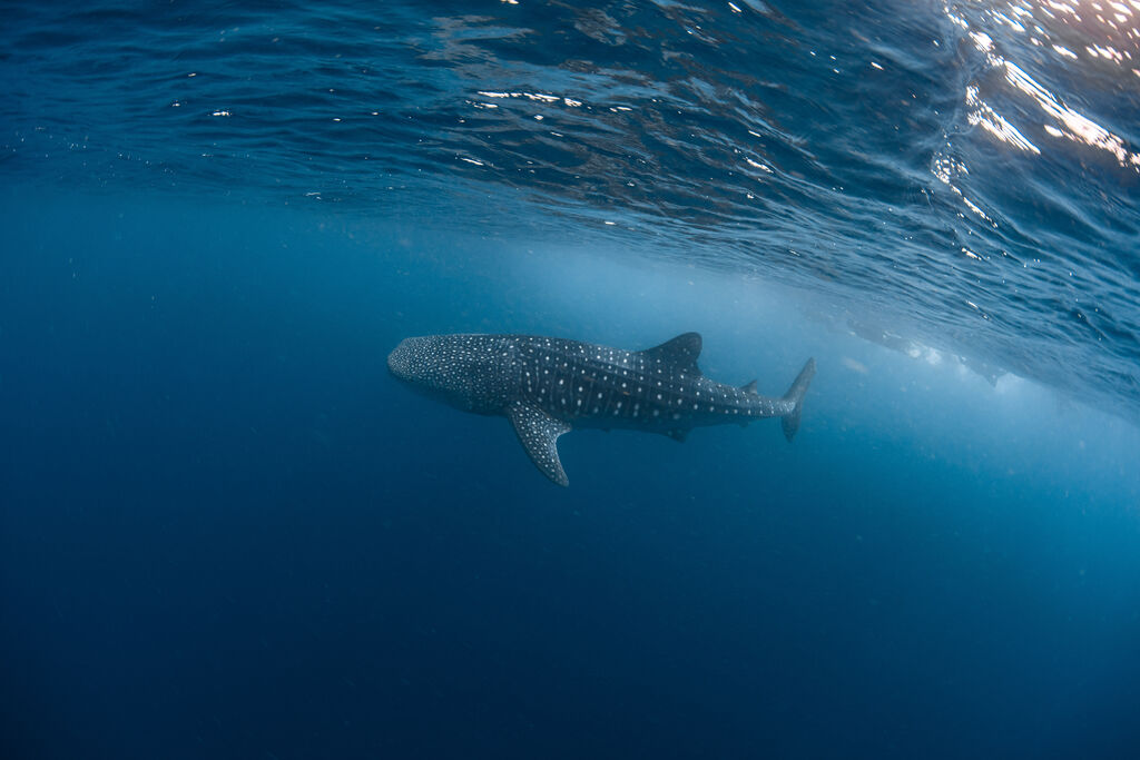 9e6f2d6e-3083-4763-8100-b3b2648e57c9