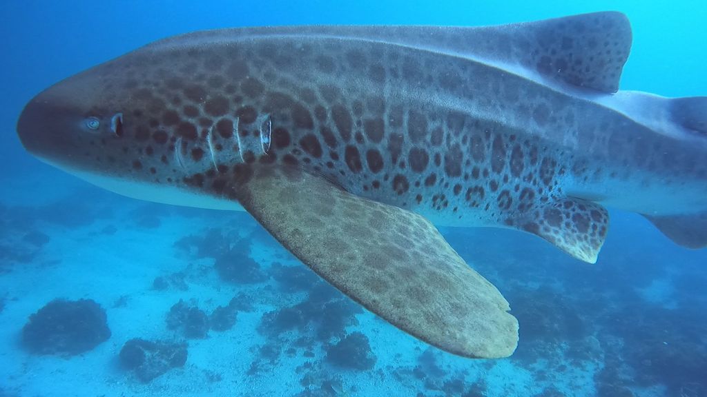 5fb40203-24b5-44fc-9d21-a3b89d6b4686