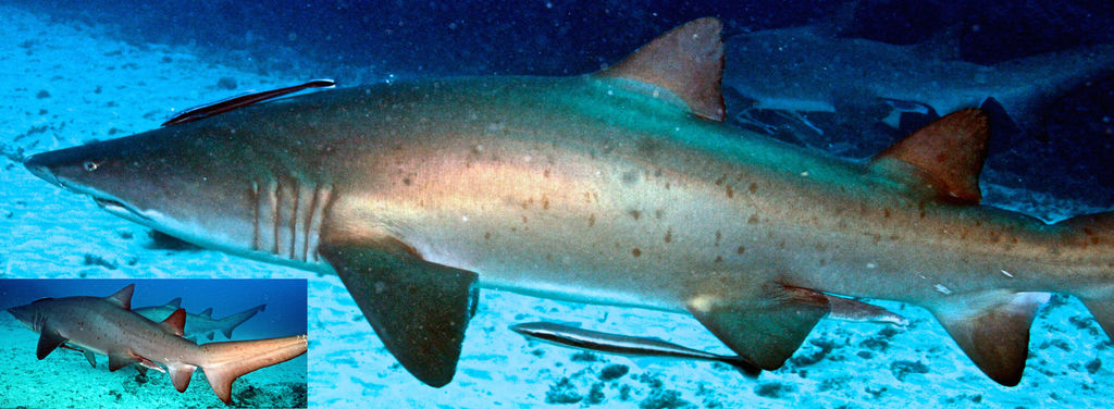 e3ec78ab-70a8-45f1-9651-9ed11e66e376