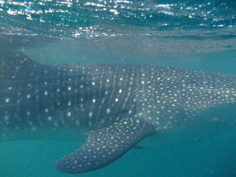 8f6826e9-caeb-4d63-89ba-0c1b29492a76