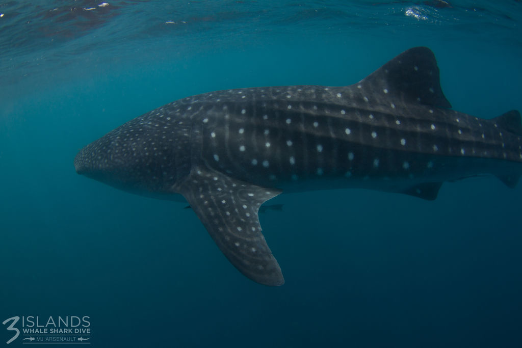 5b8e9b73-dcb9-409f-bcb2-6aeeb4a90820