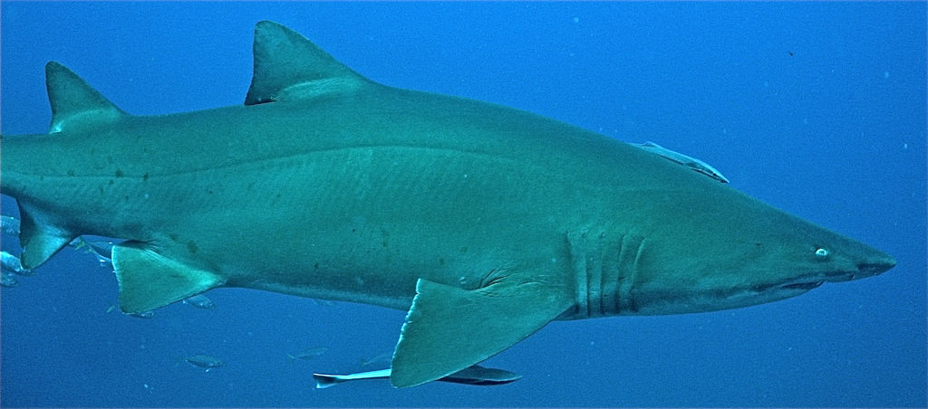 bf2e3d3c-c656-487e-b427-d841372d40b6