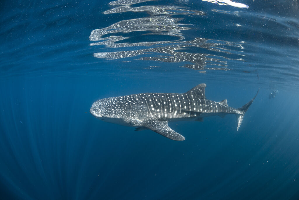 ca9c82c0-3b97-4e1b-89ad-b48a69699bde