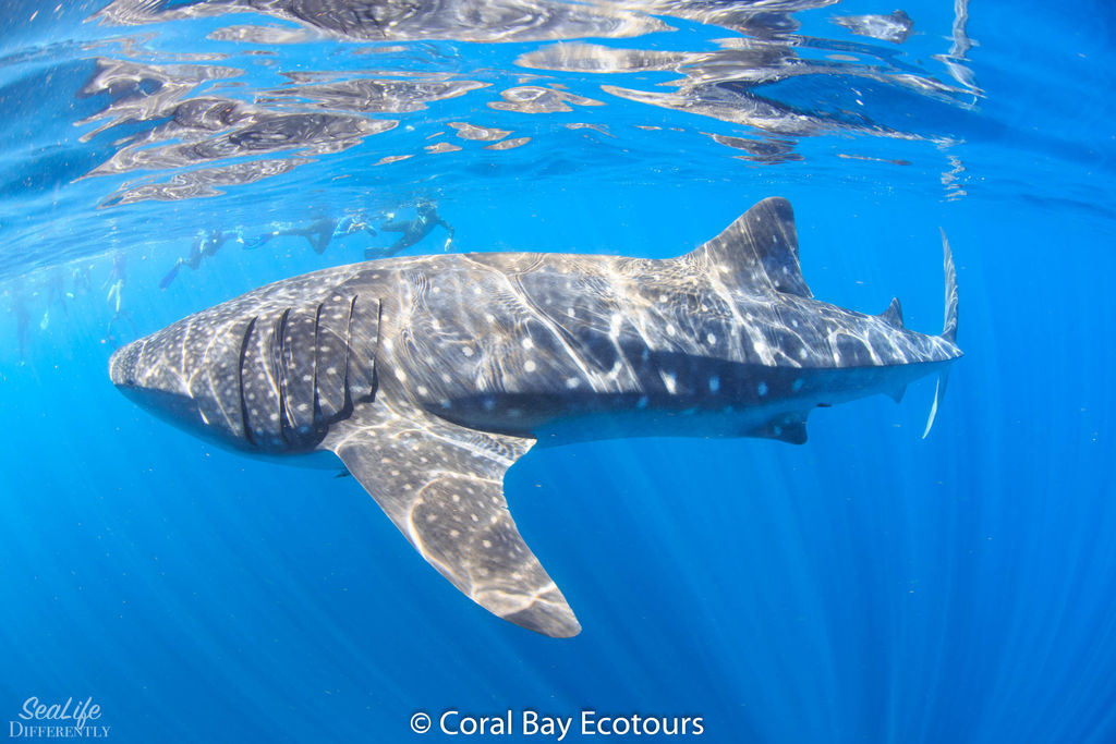 224c6c6e-cbb2-4f14-9b50-eb21a7d2c592