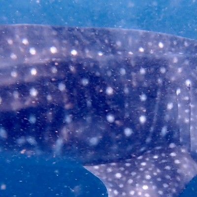 2c466c45-7fdc-4947-bd29-6af4d38c2f08