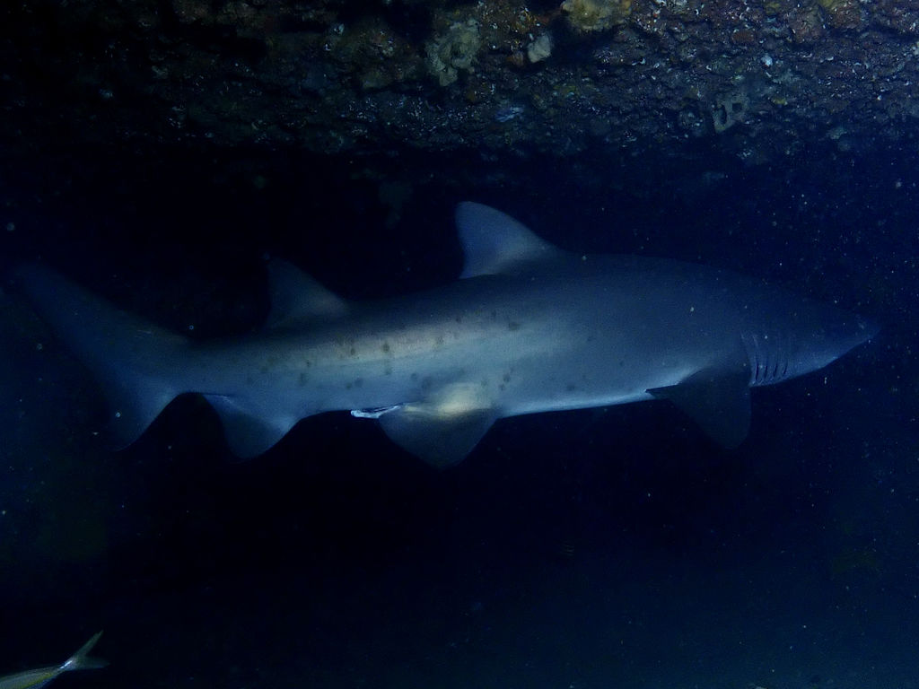 77d1967a-d110-456b-b170-c6942e2a9551