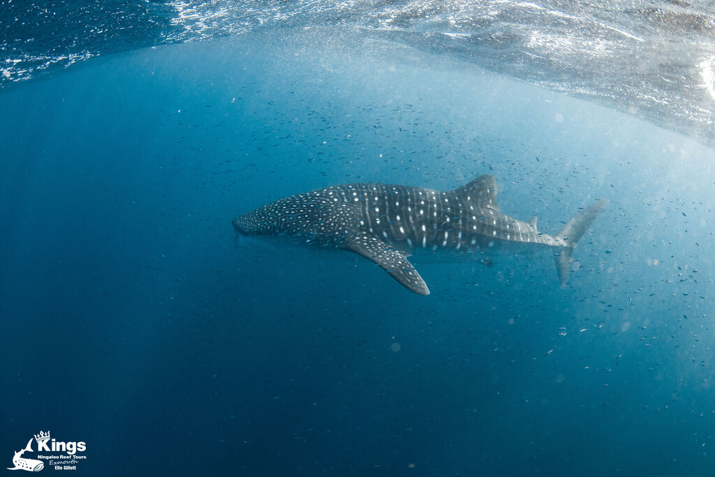 98c8d501-0339-43db-9bfb-b3f0fee09735