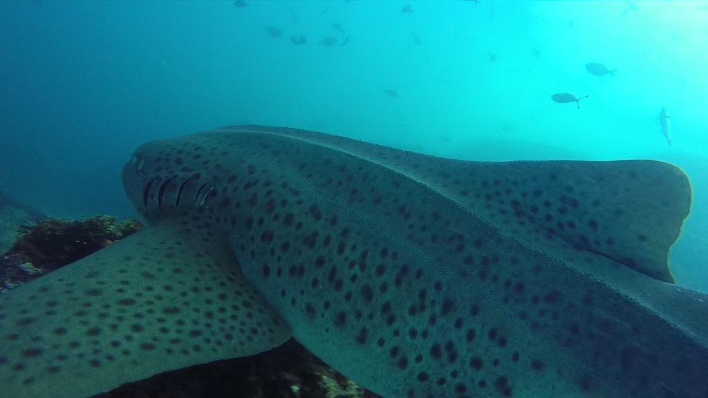 ccca8701-f352-4771-a0d4-ca1659e192b0