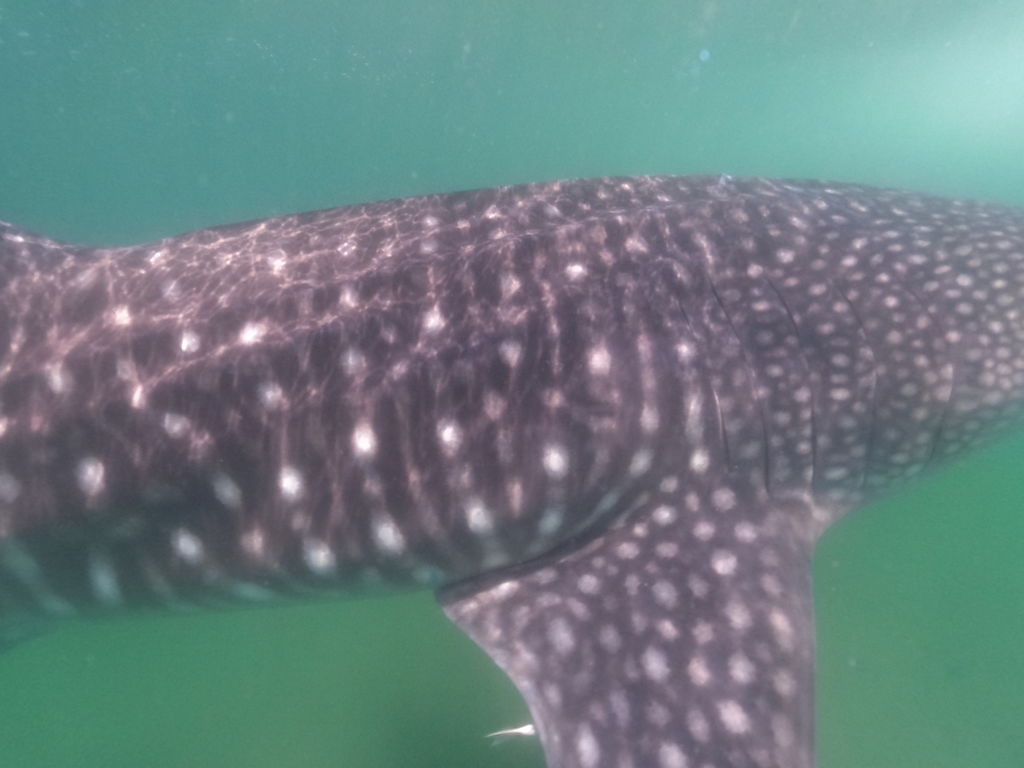 33f0d643-c21c-491a-946a-e32dc32d1ec9