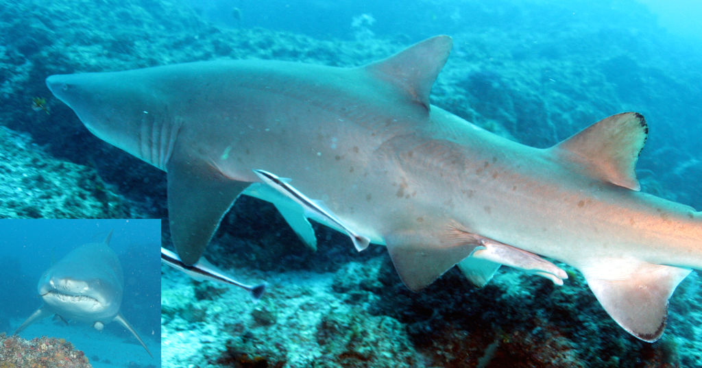 063bdf5d-1b5b-45bf-9cc3-d96f87380595