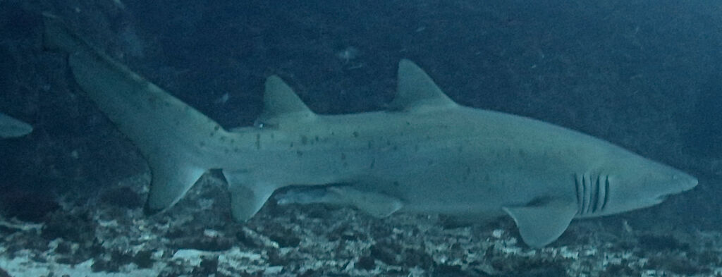 aef9699a-8994-484f-97b2-9b94453e44b1