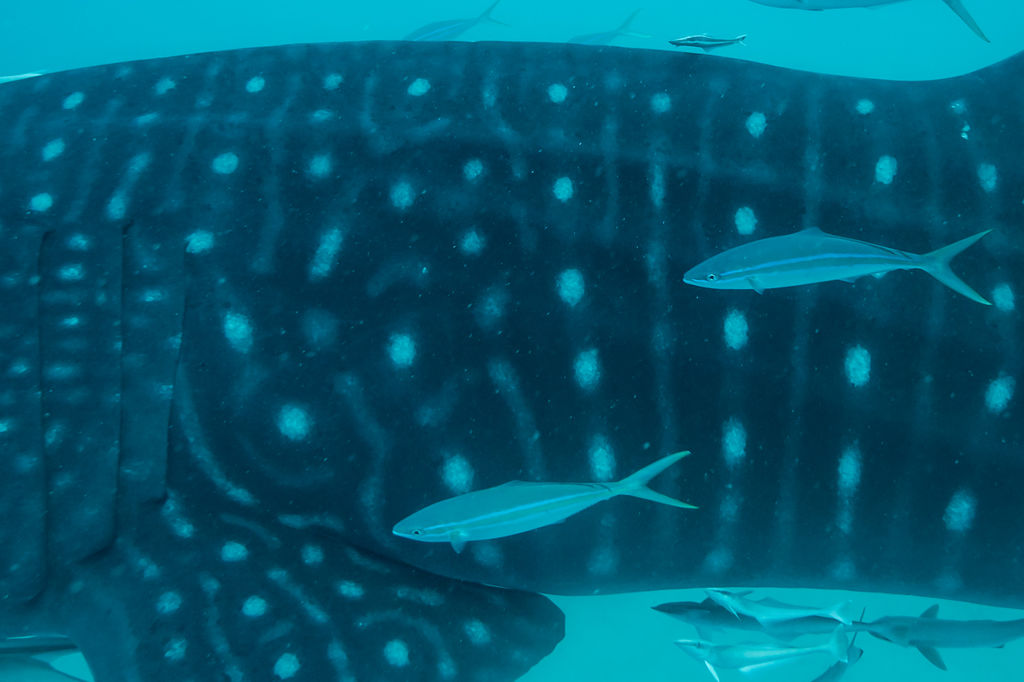 545c87e8-b3bf-4aed-b8d4-c98d1e69ad0d