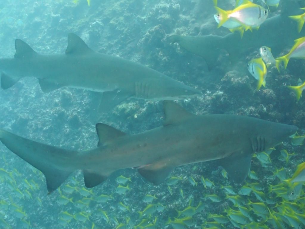 0c1cec58-42c0-4473-a46e-f40a3a9368b4