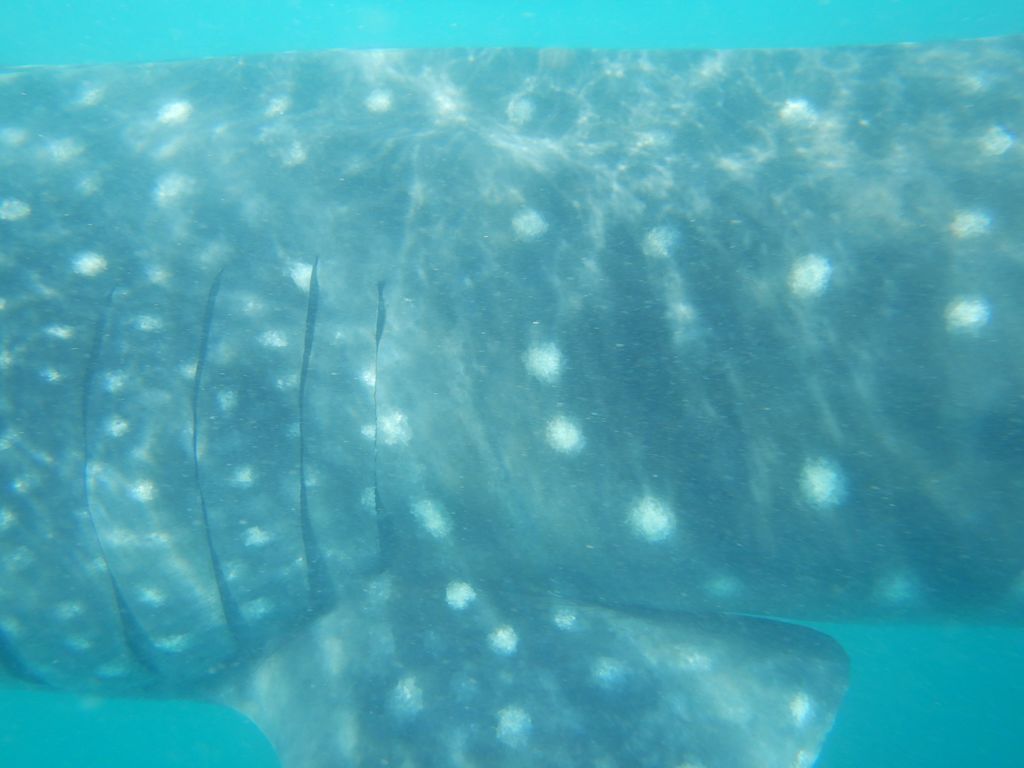 eebfed6f-a798-4ea5-8df4-b838301077e3