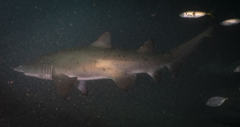 7eb45a5a-7440-4d3c-a7fe-8e6a25db21fb