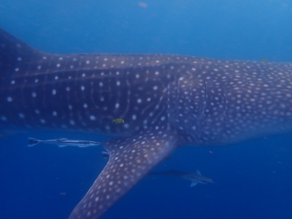 6ee268aa-d537-43ec-ba4f-45ad6c358328