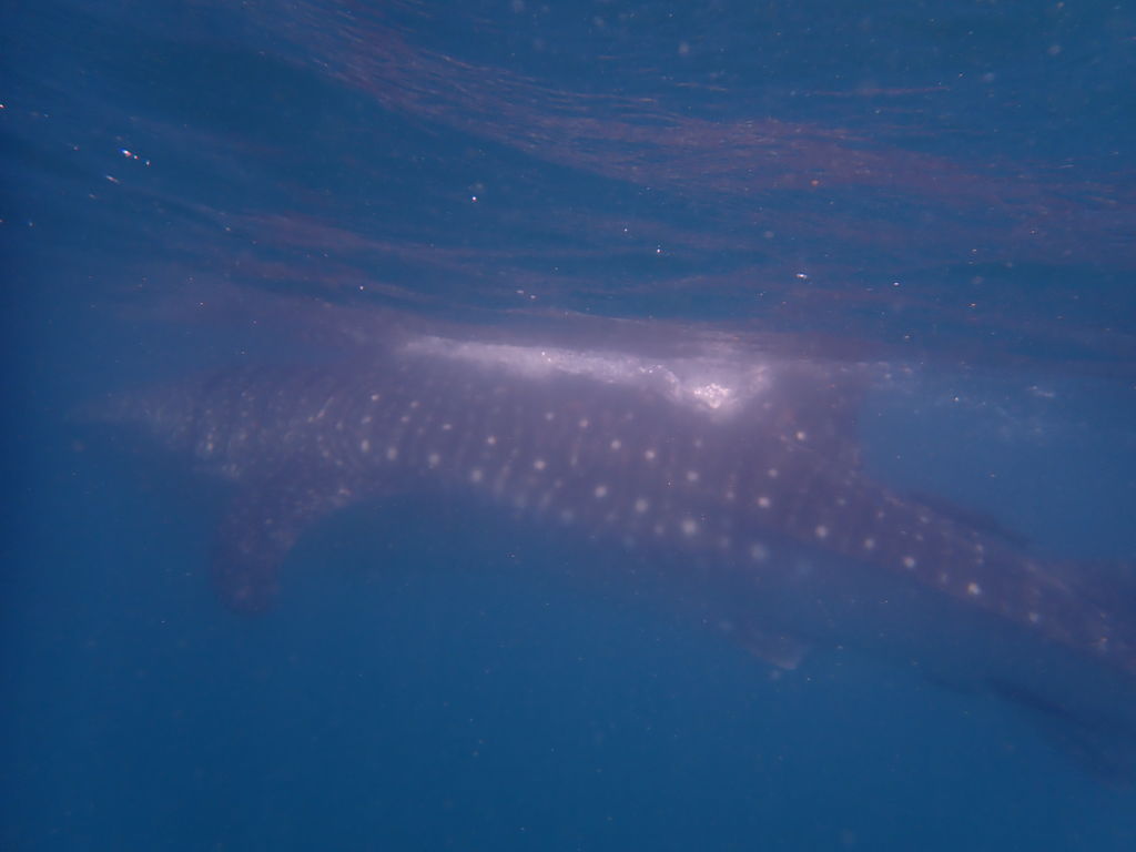 27ead0a8-d66e-41f0-b689-68542bb3db14