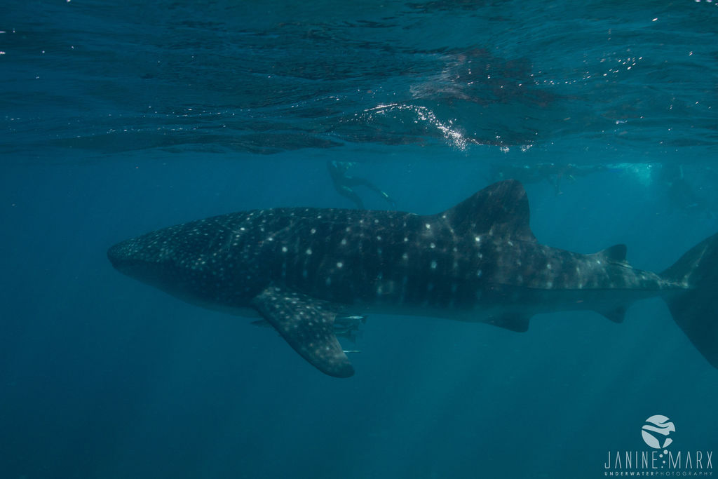 0638d35e-0448-4259-8d71-4ca4a15ea7a5