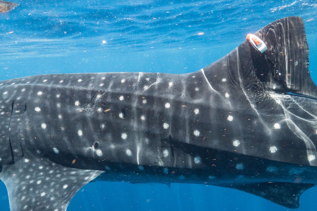 9ab0cac8-d31e-4846-bd5c-36f193fb479d