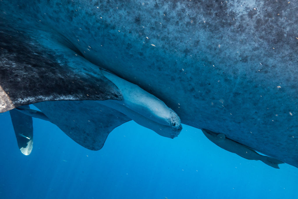 9ab0cac8-d31e-4846-bd5c-36f193fb479d