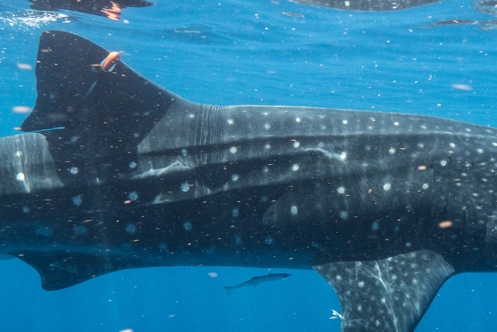 9ab0cac8-d31e-4846-bd5c-36f193fb479d