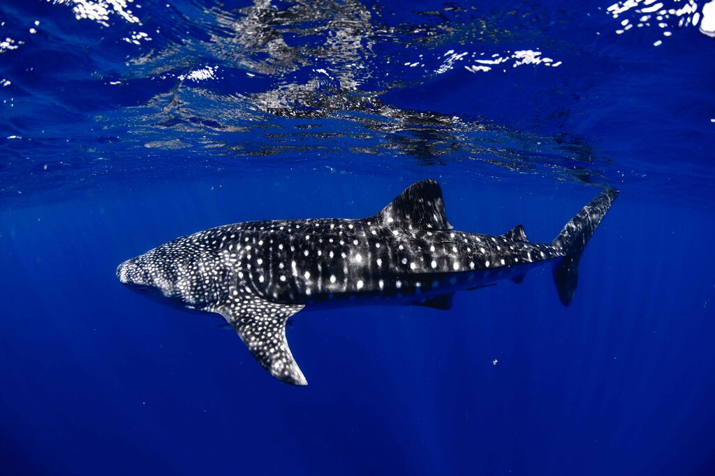 89d6d2a7-ba3a-4408-adb0-0c2f515d6a2e