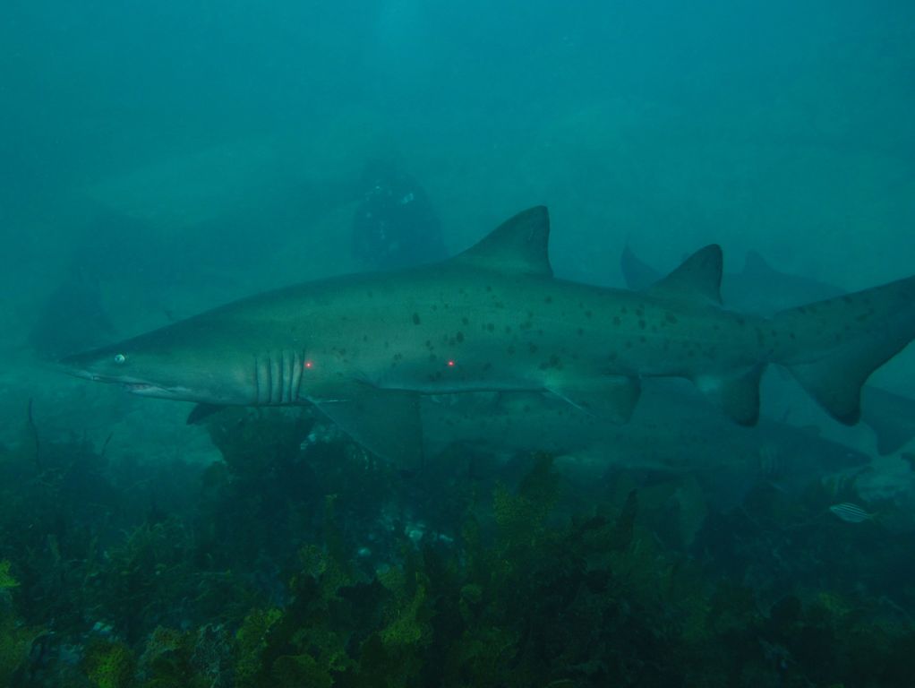 95a439d9-8822-470a-b7f7-aa557dec9eb1