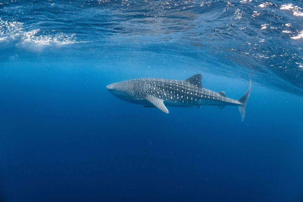 33b153cd-d5bc-4a6c-97a4-021bc8c2da9f