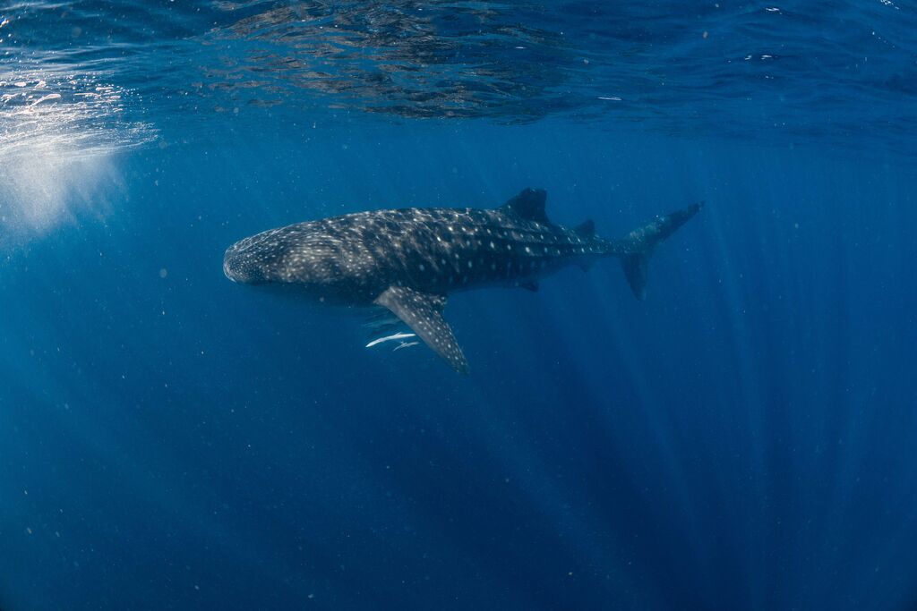 87783db8-8c1d-4254-b052-6bd20cfd4514