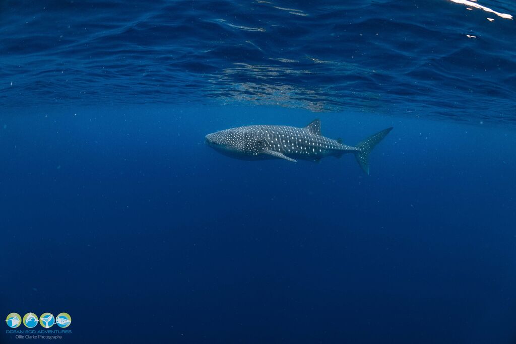 6ae03a9d-d5d1-4cfd-9db0-0521229a4b3e