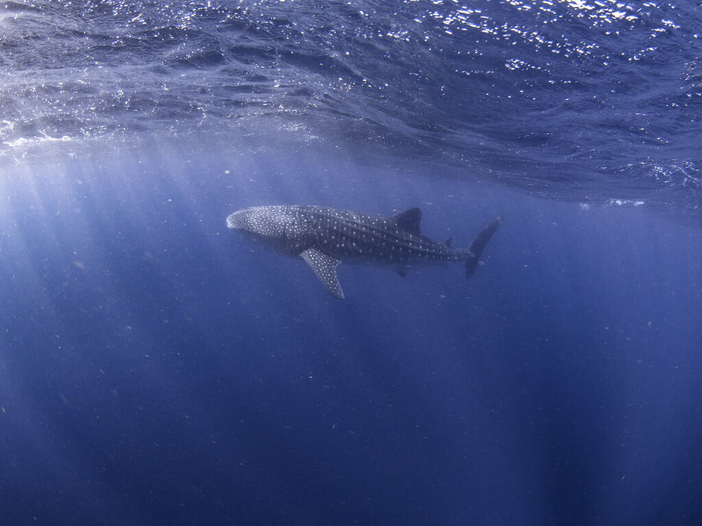 86fb806f-f102-4b99-8a4e-8490f5f3162b