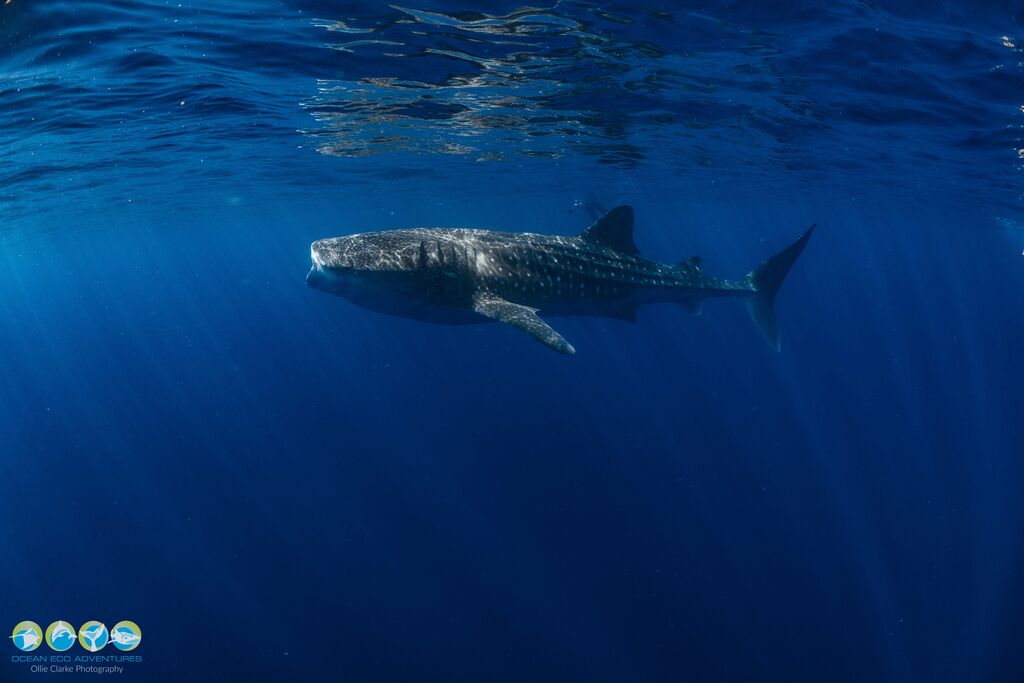 944daff9-246e-4150-919d-72b2920a25b8