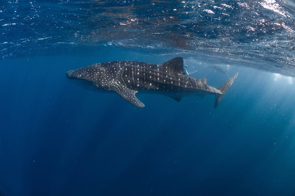 606b0d1e-24fb-48de-b900-c76eb4cde14d