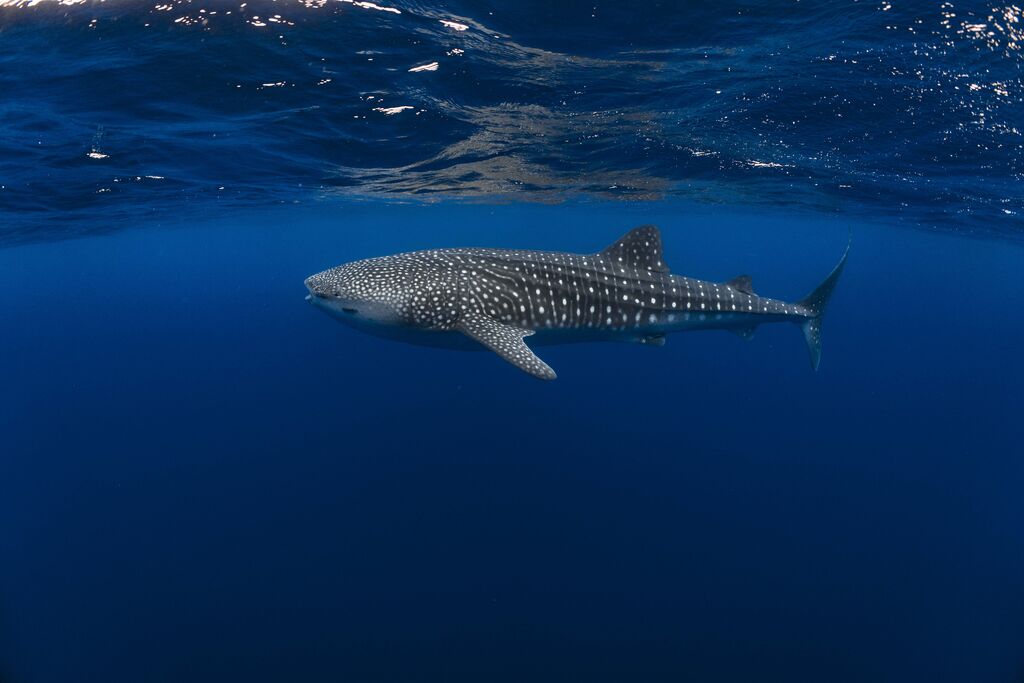 44aafe73-8894-4e00-b328-c39902eea5bc