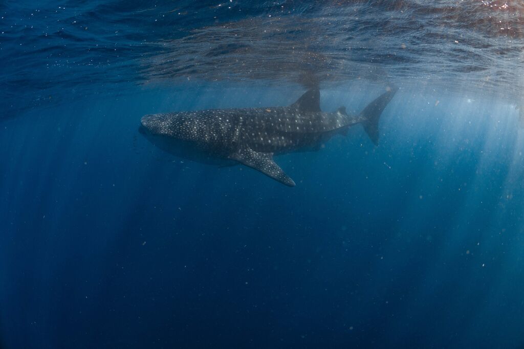 08da67f3-72c6-4c96-803b-8293d0f37210