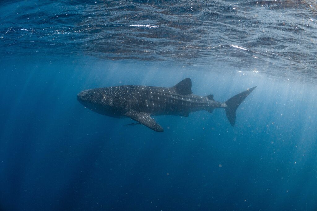 27a55789-a9ff-4424-bc6c-748062dd01a1