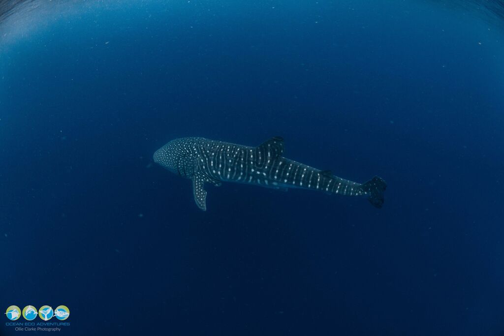 6bce0756-5836-410e-b233-1c70ae2bae1a