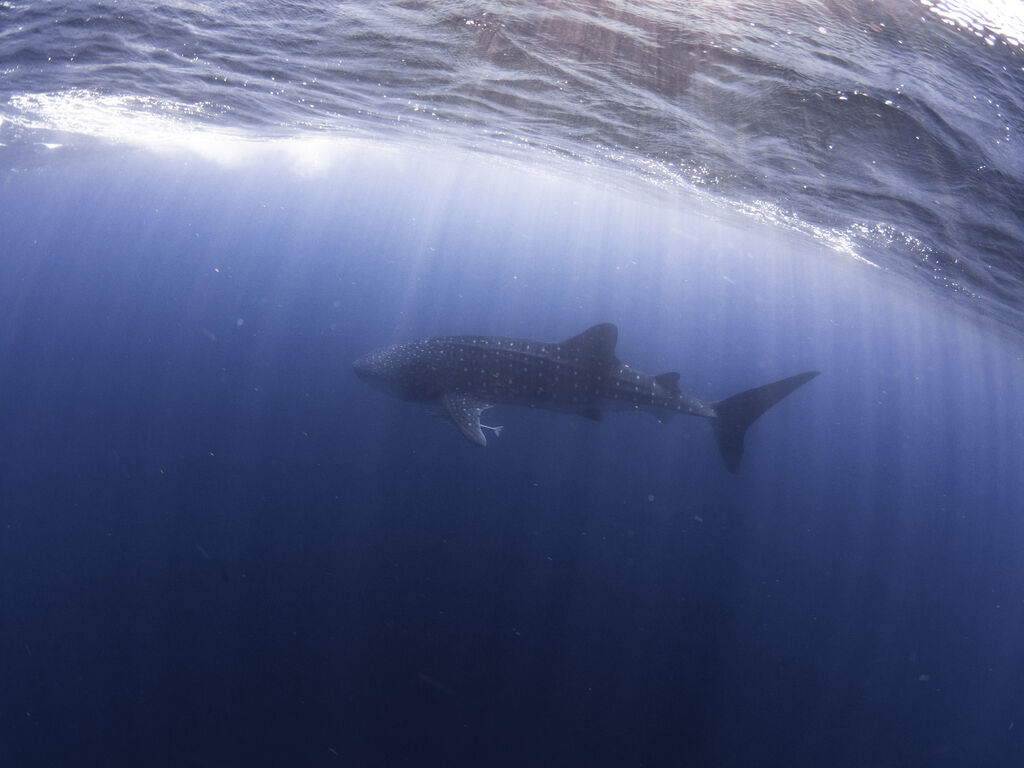 2f0ae6d1-fd34-43dd-9ef9-c59f7f9729fd