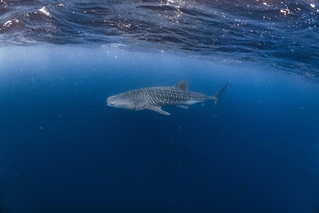 784b2540-b85a-4143-b395-c15aa7182762