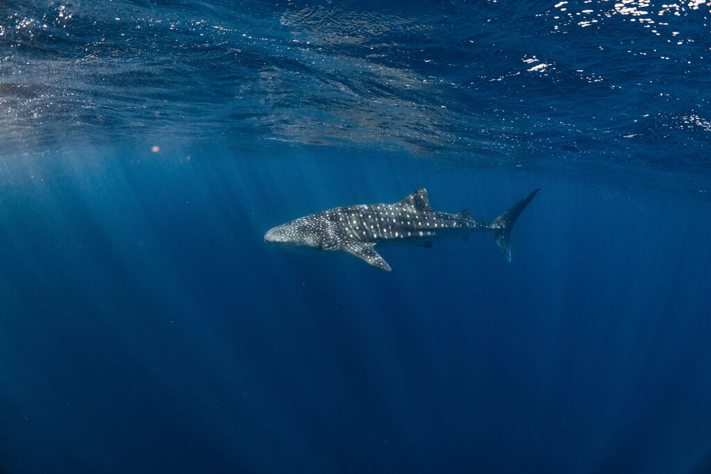 960a3f2a-181c-4fd9-9858-16de7132ae76