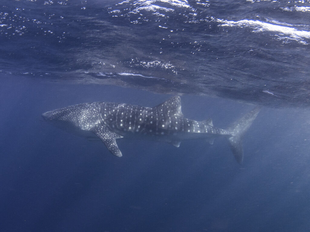 a63ef4b5-55cd-45e8-bc37-cf5533845fc6