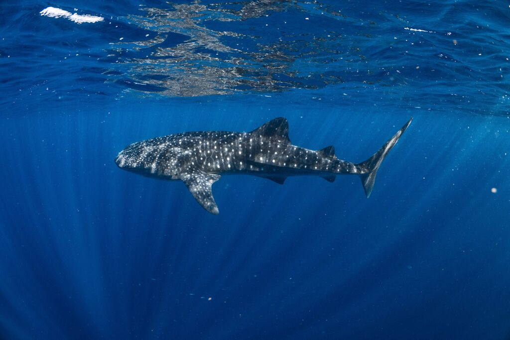 30db386b-548e-4d68-9f18-6c0d0a807632