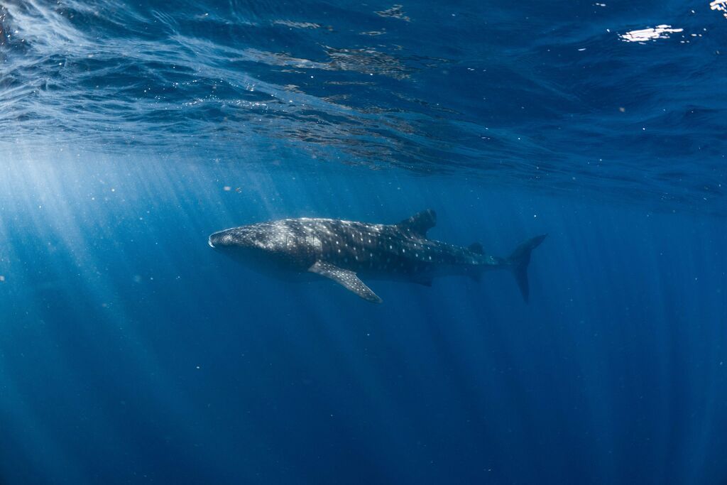 5c64125a-be46-4af2-94ae-cae7b677669d